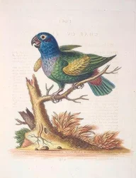 The Blueheaded Parrot